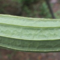 Luffa acutangula (L.) Roxb.